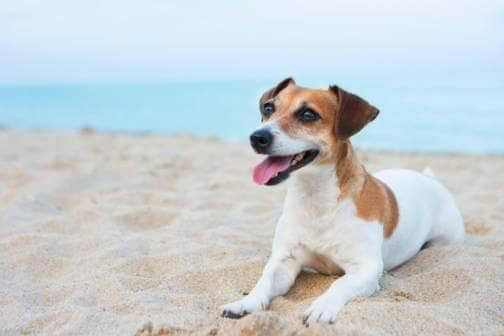 Thing To Do Pet Friendly